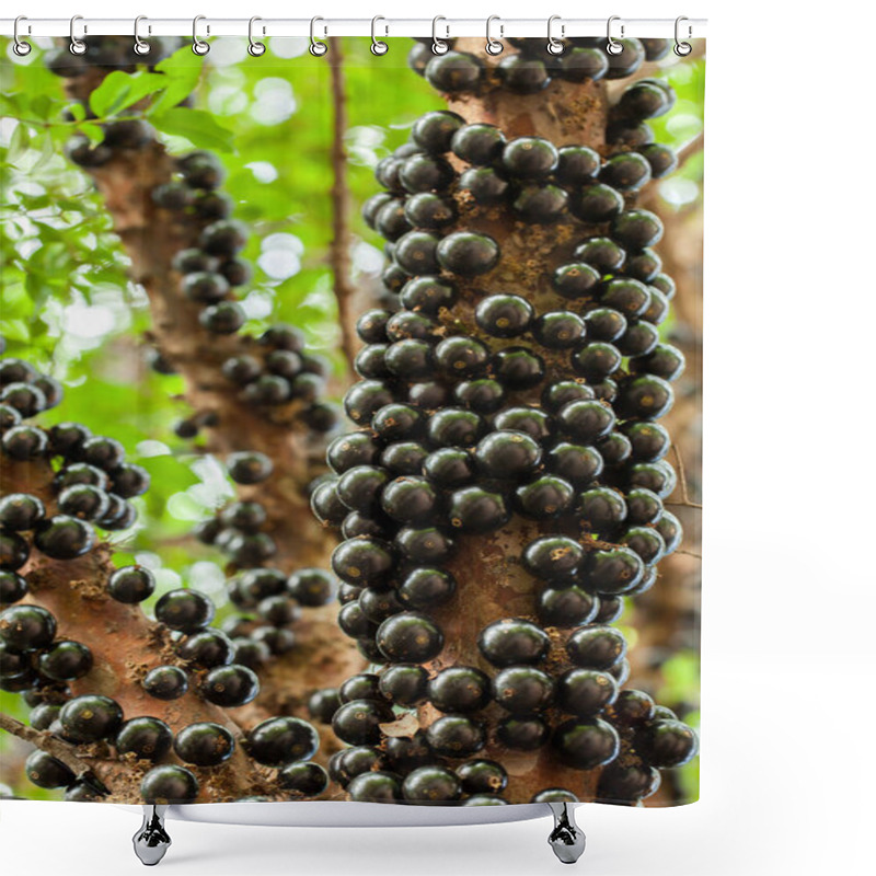 Personality  Jaboticaba Brazilian Tree With A Lot Of Full-blown Fruits On Trunk Shower Curtains