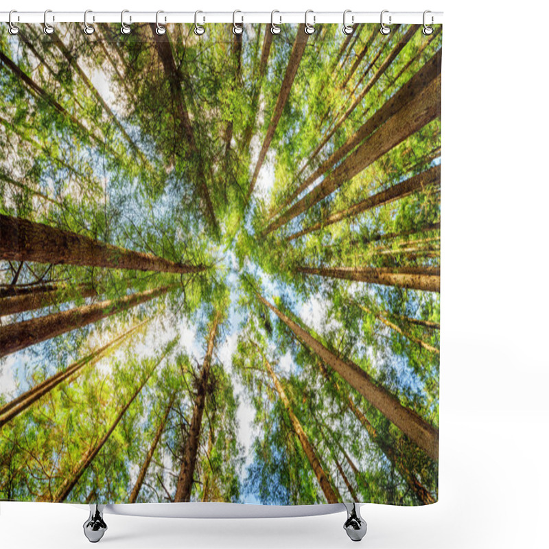 Personality  Bottom View Of Tall Trees In Evergreen Primeval Forest Shower Curtains