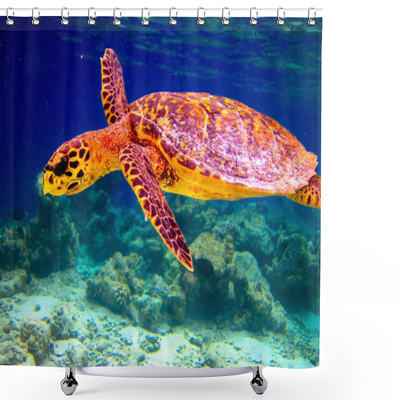 Personality  Hawksbill Turtle Swiming Like Flying Shower Curtains