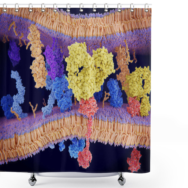 Personality  Cancer Cells Express PD-L1 (orange) Proteins On Their Surface To Trick The Immune System. The Interaction Of PD-L1 With PD-1 Of  T-cells Leads To A Down-regulation Of T-cells. The Antibody (yellow) Blocks This Interaction. Shower Curtains