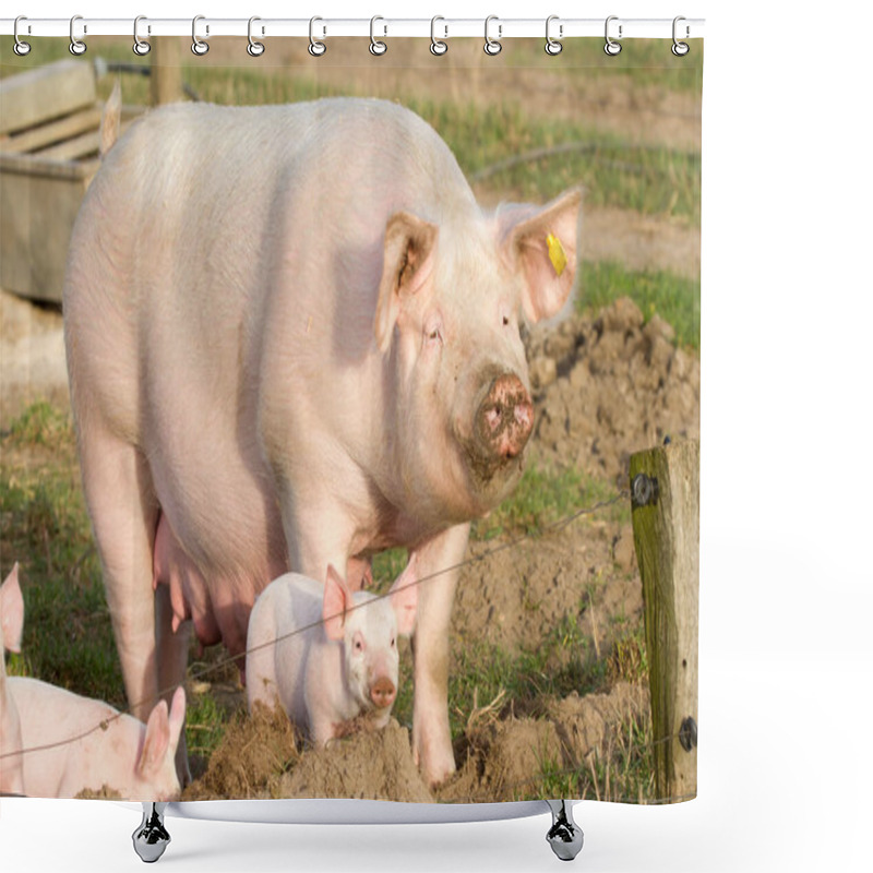 Personality  Breeding Sow And Piglets In Free Range Shower Curtains