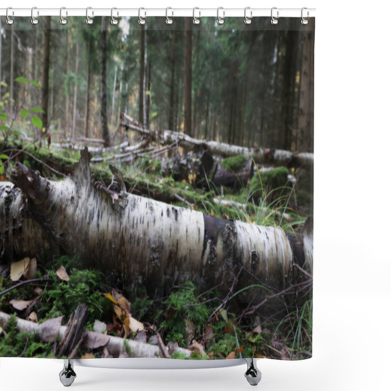 Personality  A Fallen Trunk Of A Birch Lying In The Forest Shower Curtains