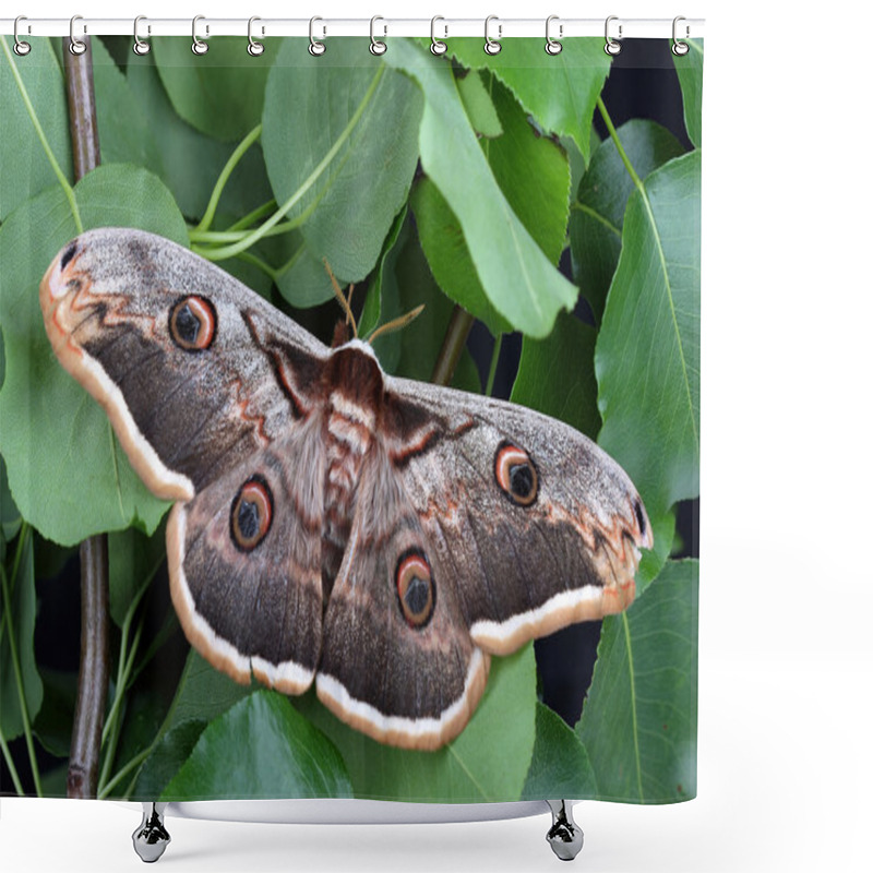 Personality  Female Of Giant Peacock Moth (Saturnia Pyri) Shower Curtains