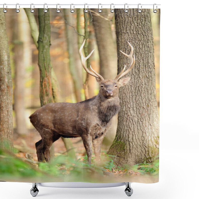 Personality  Deer In Autumn Forest Shower Curtains