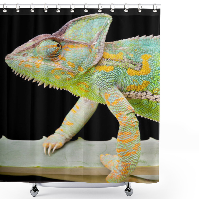 Personality  Yemen Veiled Chameleon Shower Curtains