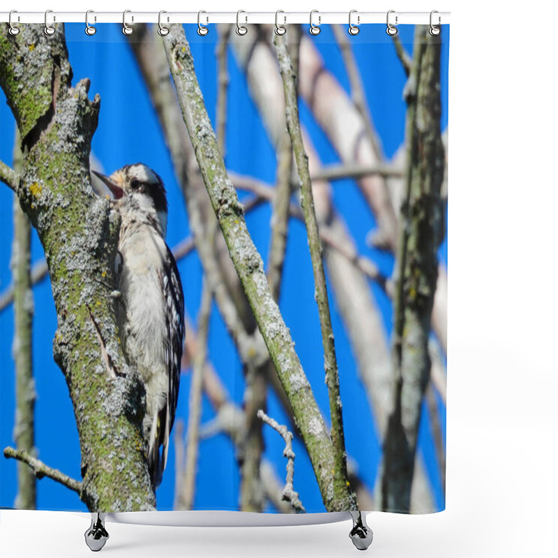 Personality  Downy Woodpecker Bird Scales A Tree Branch Surrounded By Other Bare Tree Branches And A Bright Blue Sky Shower Curtains