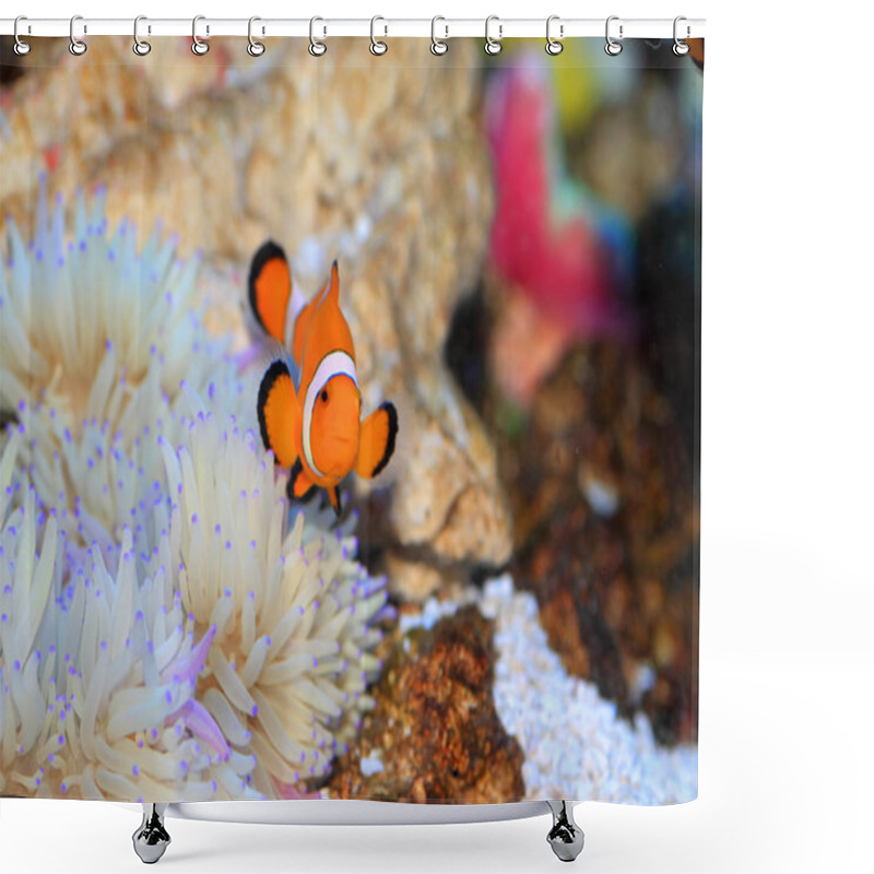 Personality  Ocellaris Clownfish (Amphiprion Ocellaris) In Japan Shower Curtains