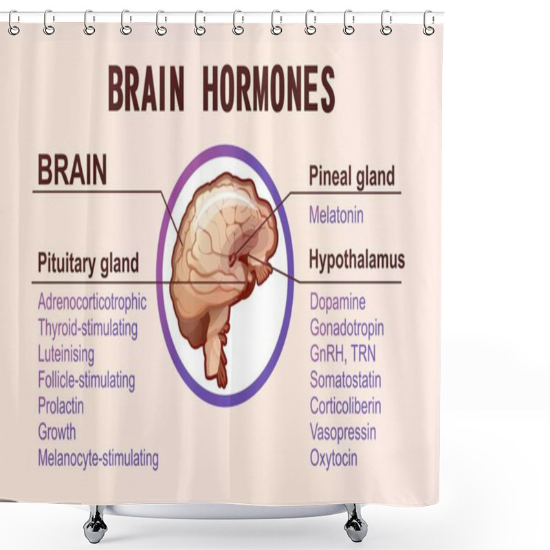 Personality  Human Brain Hormones Information Poster Shower Curtains