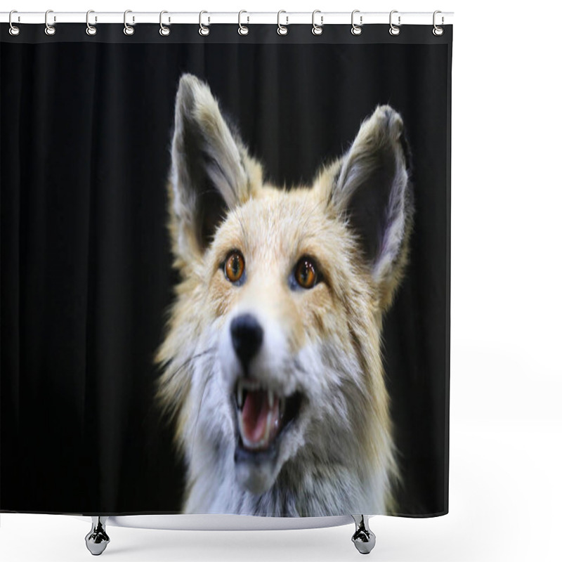 Personality  Red Fox Head Shot Close Up On Black Background Shower Curtains