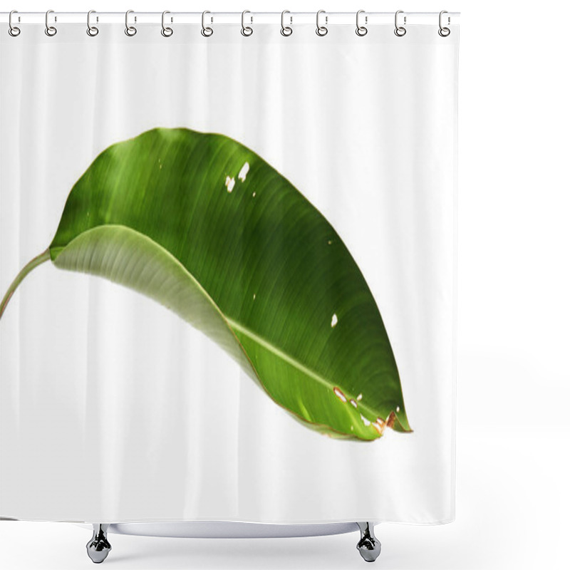 Personality  Strelitzia Reginae, Heliconia, Tropical Leaf, Bird Of Paradise Foliage Isolated On White Background, With Clipping Path                                     Shower Curtains