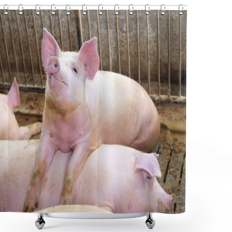 Personality  Fat Pig Leaning Over The Back Of Another Pig Shower Curtains