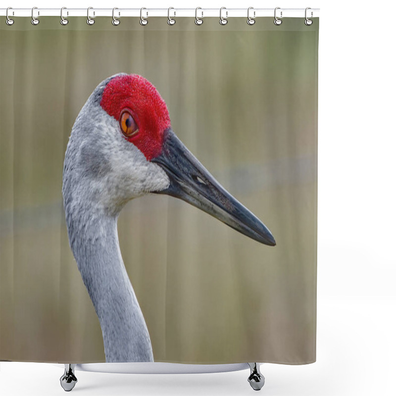 Personality  Close Up Of Protective Nictitating Eye Membrane Of An Adult Wild Sandhill Crane - Grus Canadensis Shower Curtains