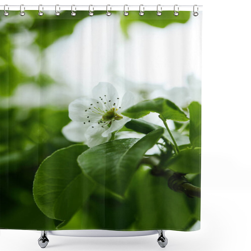 Personality  Close-up Shot Of Beautiful White Cherry Flowers On Tree Shower Curtains