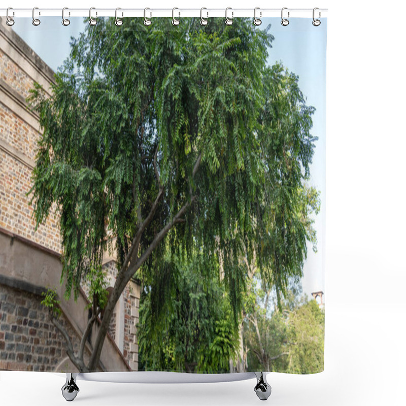 Personality  A Small Tree In A Side Of A Building In India Shower Curtains