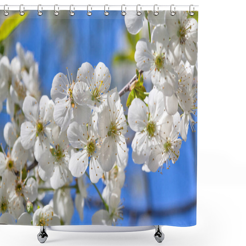 Personality  Beautiful Cherry Blossoms In The Garden. Spring Season. Shower Curtains