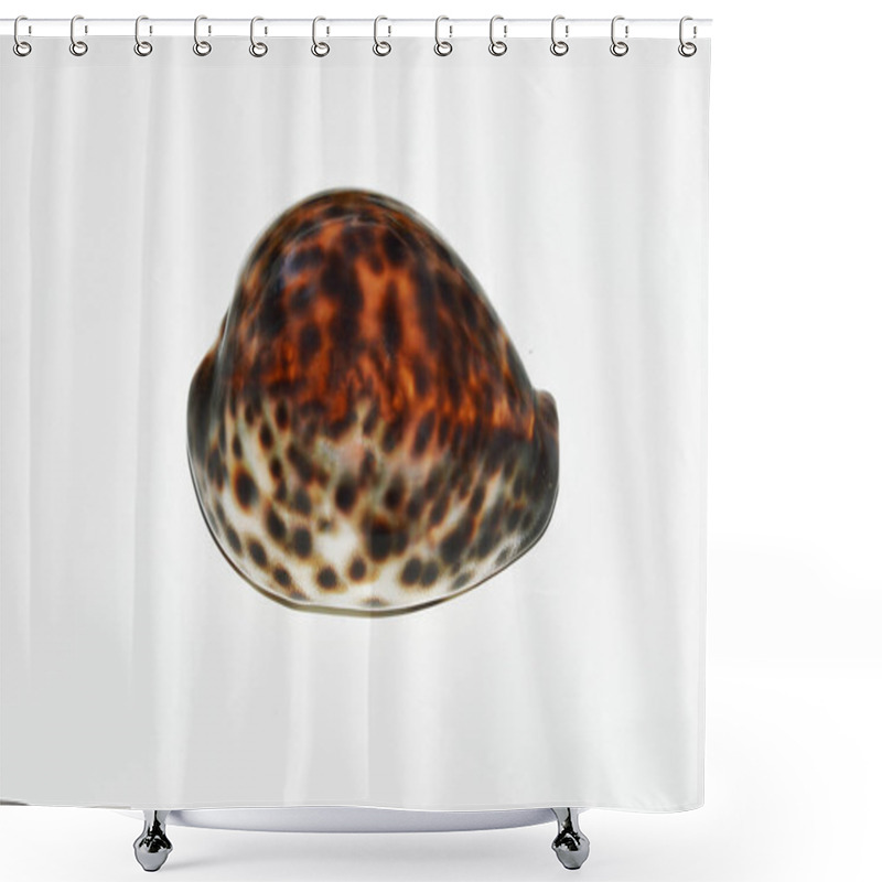 Personality  Sea Shell. A Mottled Brown And White Shell On A Light Background. Decor.  Shower Curtains