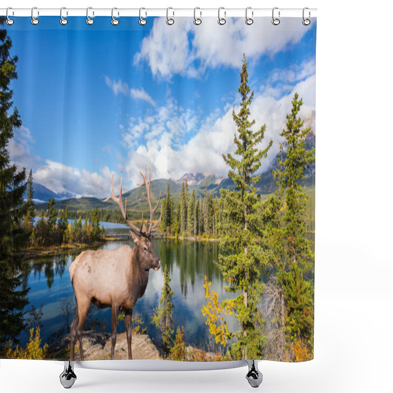 Personality  Deer Near Lake Shower Curtains