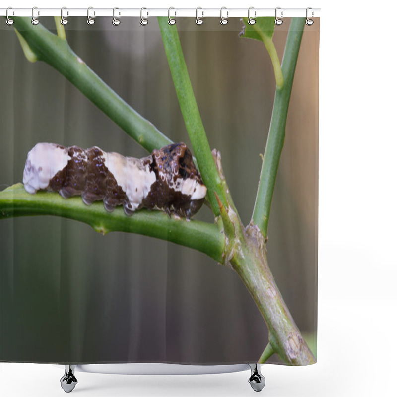 Personality  Giant Swallowtail Caterpillar Shower Curtains