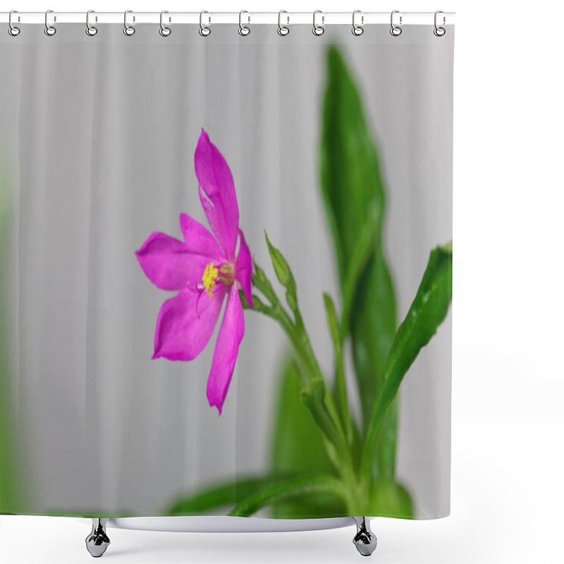 Personality  Flower Of A Ceylon Spinach Plant, Talinum Fruticosum Shower Curtains