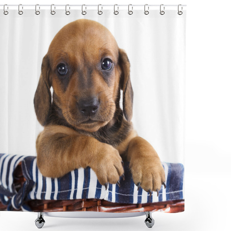 Personality  Dachshund Puppy Shower Curtains