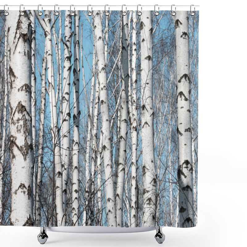 Personality  Several Birches With White Birch Bark In Birch Grove Among Other Birches Shower Curtains