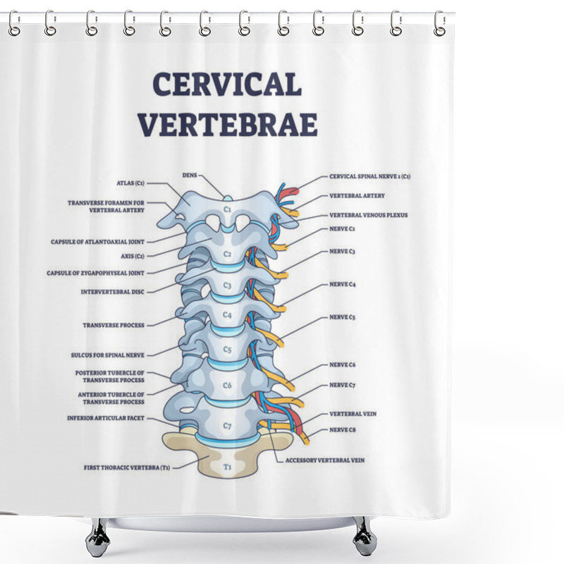 Personality  Cervical Vertebrae With Bones Detailed And Labeled Structure Outline Diagram Shower Curtains