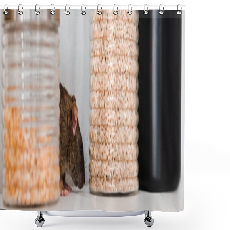 Personality  Panoramic Shot Of Small Rat Near Jars With Peas And Barley In Jars  Shower Curtains