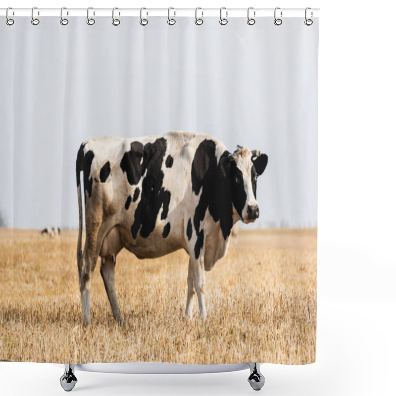 Personality  Black And White Cow Standing In Golden Field And Looking At Camera Shower Curtains