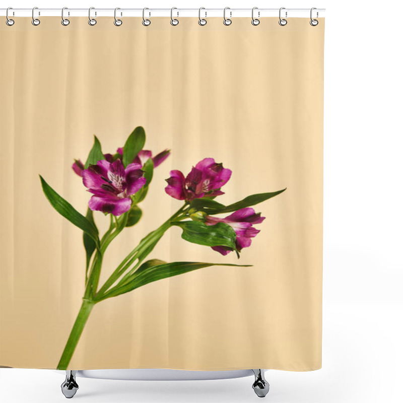 Personality  Object Photo Of Beautiful Blossoming Purple Lilies With Stem On Pastel Yellow Background, Nobody Shower Curtains