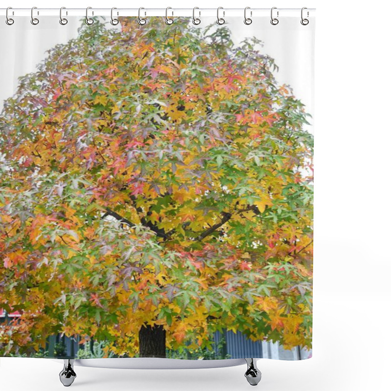 Personality   American Sweetgum Tree. Altingiaceae Deciduous Tree Native To North America. The Autumn Foliage Is Beautiful And The Aggregate Fruits Have Sharp Thorns. Shower Curtains