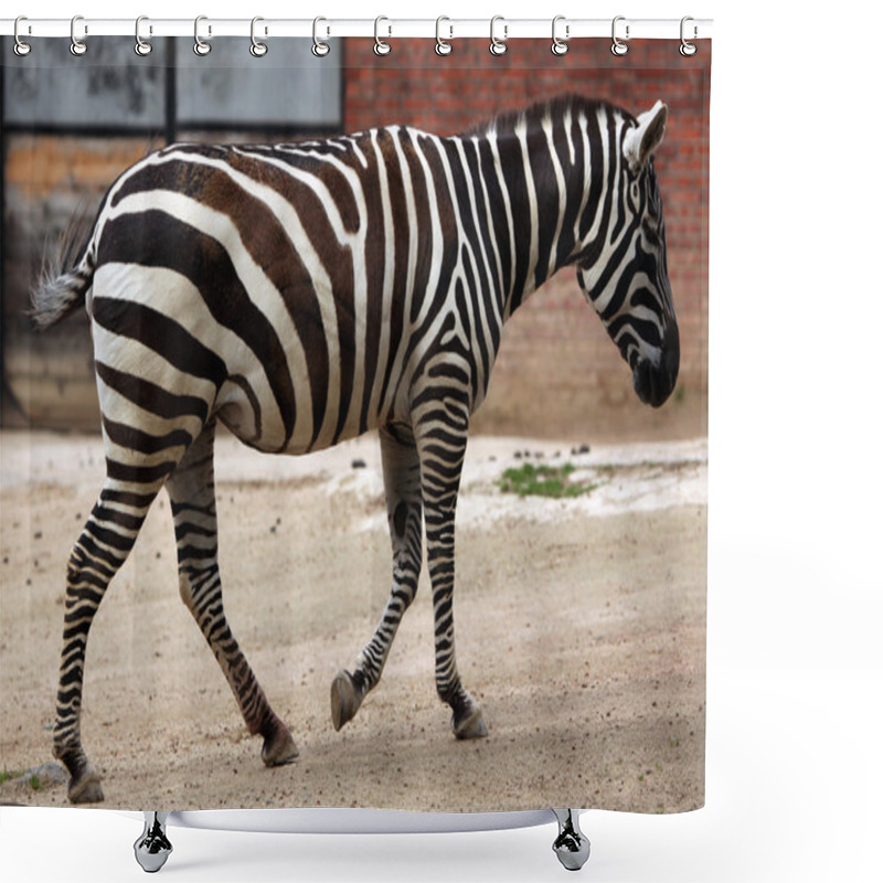 Personality  Wild Maneless Zebra Shower Curtains