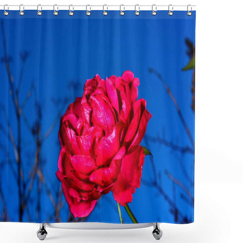 Personality  A Dark Red Rose Flower Blooming In A Warm Winter In The Garden Against The Blue Sky Shower Curtains