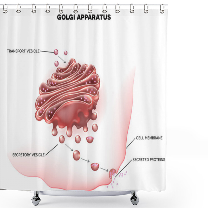 Personality  Golgi Apparatus A Part Of The Cell. Shower Curtains