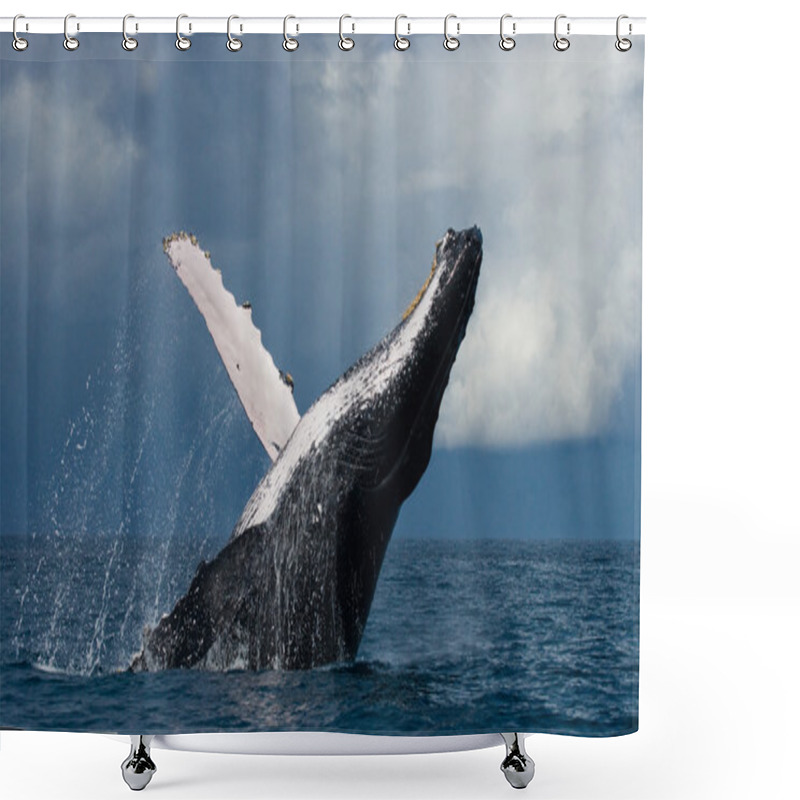 Personality  Whale Jumping In The Air Shower Curtains