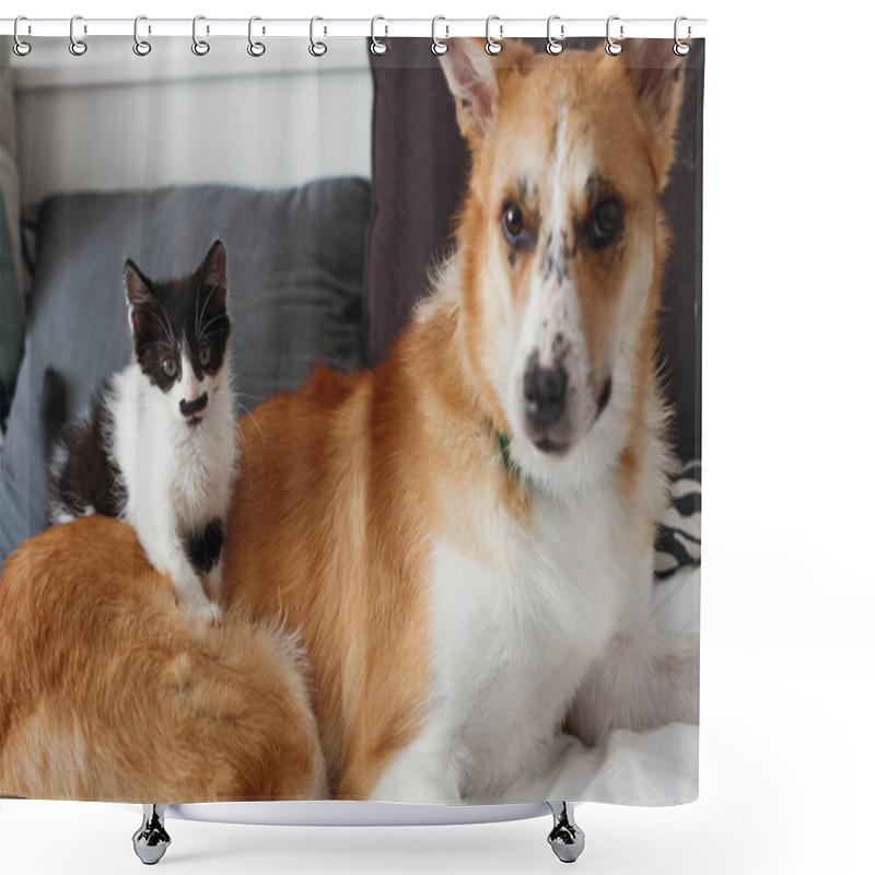 Personality  Cute Little Kitty Sitting On Big Golden Dog On Bed With Pillows In Stylish Room. Adorable Black And White Kitten And Puppy With Funny Emotions Playing Together On Blanket. Best Friends Shower Curtains