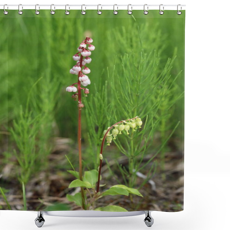 Personality  Pyrola Minor. Shinleaf Among The Brushwood In The North Of Siber Shower Curtains