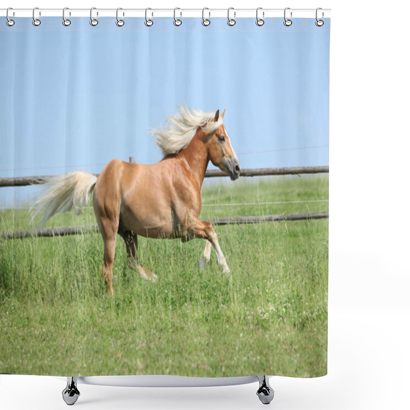 Personality  Amazing Haflinger Running On Pasturage Shower Curtains