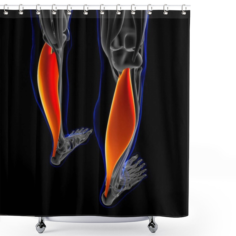 Personality  3D Illustration, Muscle Is A Soft Tissue, Muscle Cells Contain Proteins , Producing A Contraction That Changes Both The Length And The Shape Of The Cell. Muscles Function To Produce Force And Motion. Shower Curtains