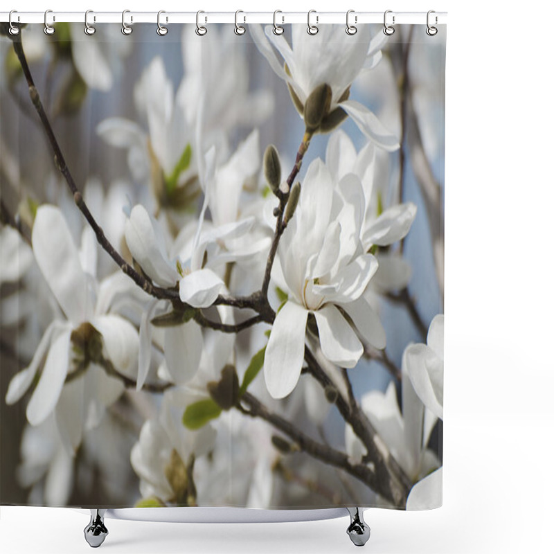 Personality  Magnolia White  Flowers Shower Curtains