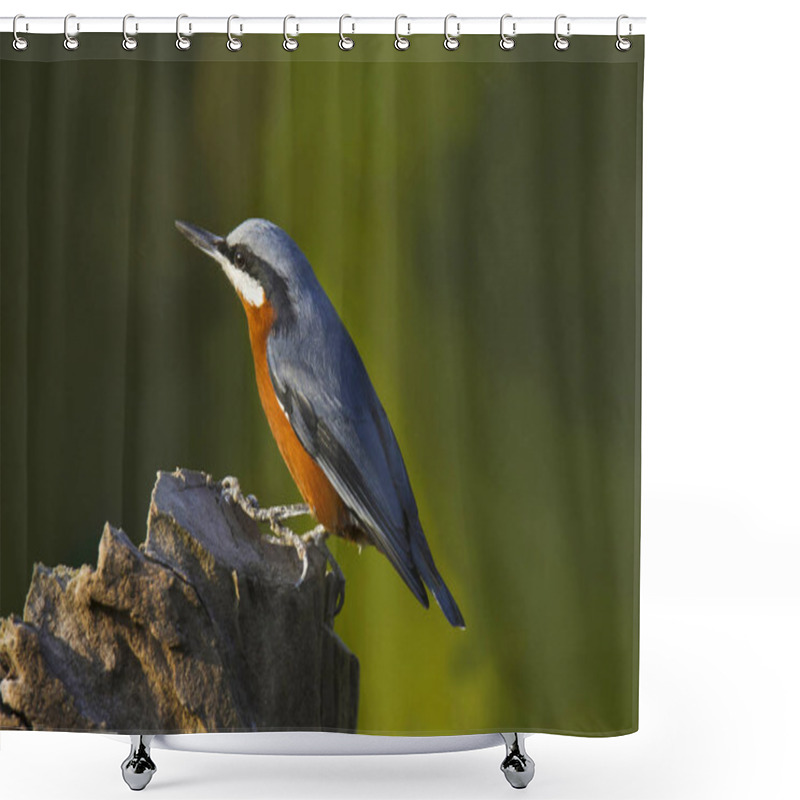 Personality  Chestnut-bellied Nuthatch, Sitta Cinnamoventris. Ghatgarh, Uttarakhand State Of India Shower Curtains