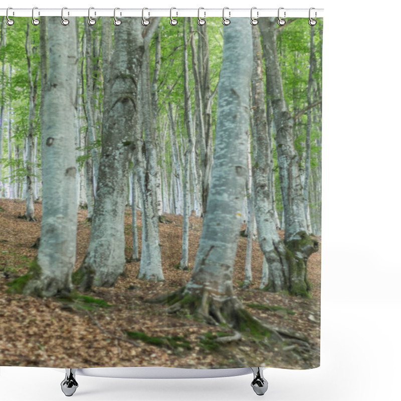 Personality  Capture The Ethereal Beauty Of A Carpathian Beech Forest With Its Striking Gray Tree Trunks Creating A Mesmerizing Atmosphere Shower Curtains