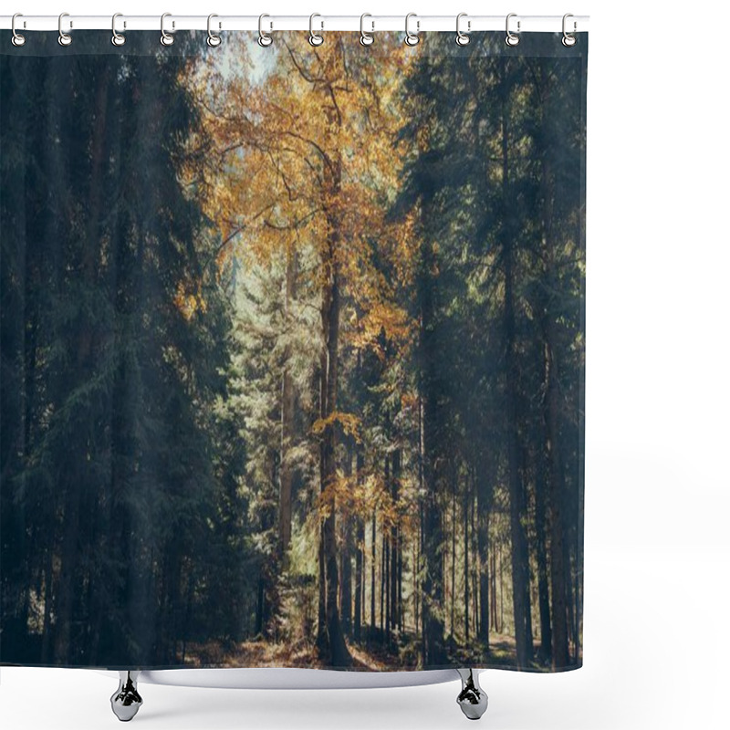 Personality  Autumnal Scenic Mountain Forest In Carpathians, Ukraine Shower Curtains