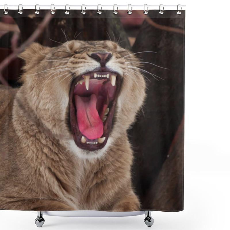 Personality  Powerful Lioness Growls (roars), Opening Up A Huge Voracious Red Shower Curtains