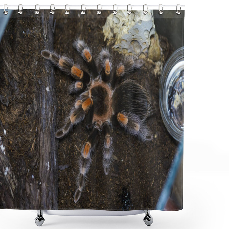 Personality  Tarantula Shower Curtains