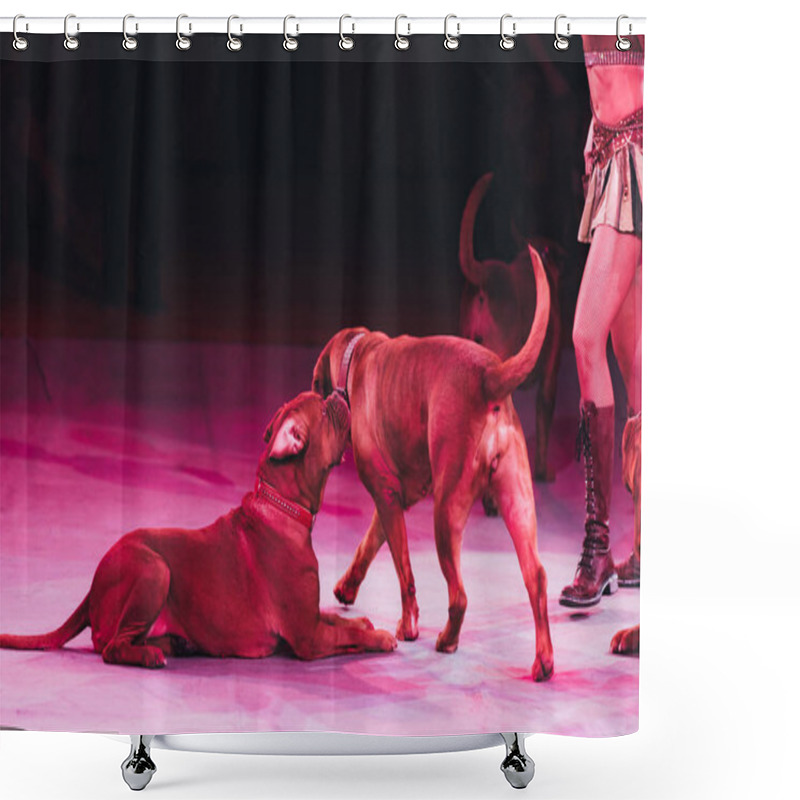 Personality  KYIV, UKRAINE - NOVEMBER 1, 2019: Cropped View Of Dogue De Bordeaux And Handler At Circus Stage Shower Curtains