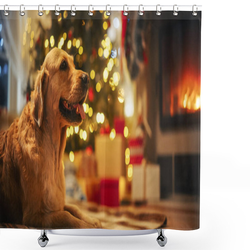 Personality  Cute Purebred Golden Retriever Enjoying The Warmth Inside On A Winter Snowy Night: Portrait Of A Dog Resting Calmly Next To A Christmas Tree Decorated Shower Curtains