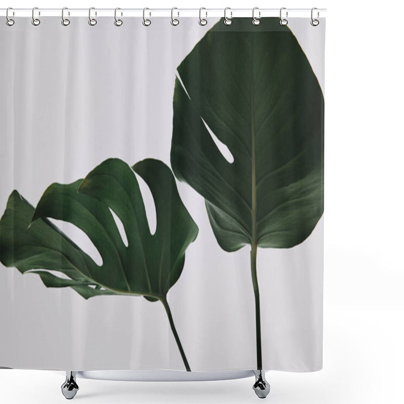 Personality  Beautiful Monstera Leaves Isolated On White Shower Curtains