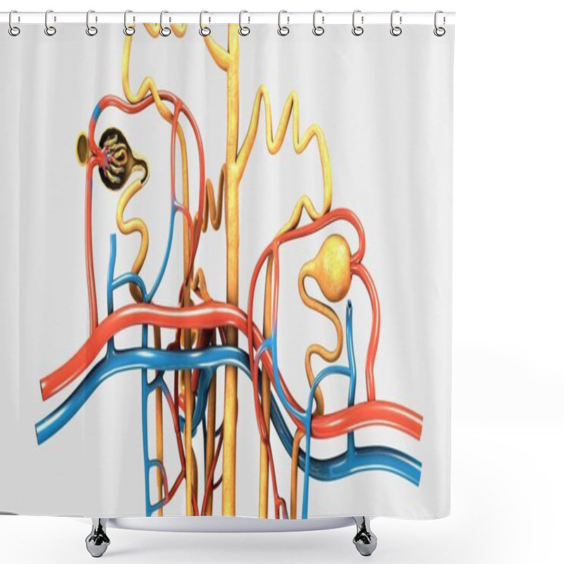 Personality  Nephron, Part Of Human Kidney Shower Curtains