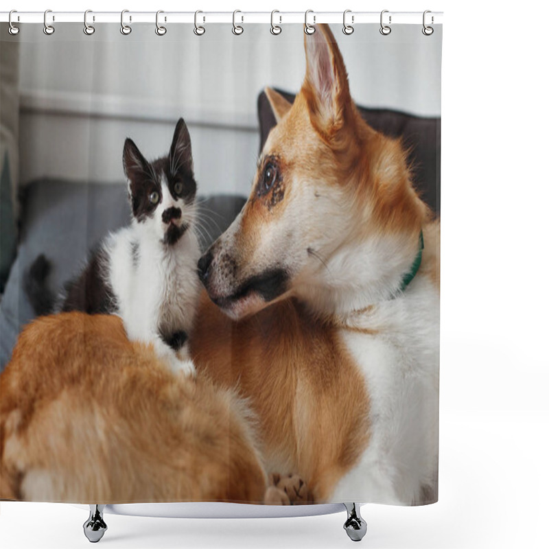 Personality  Cute Little Kitty Sitting On Big Golden Dog On Bed With Pillows In Stylish Room. Adorable Black And White Kitten And Puppy With Funny Emotions Playing Together On Blanket. Best Friends Shower Curtains