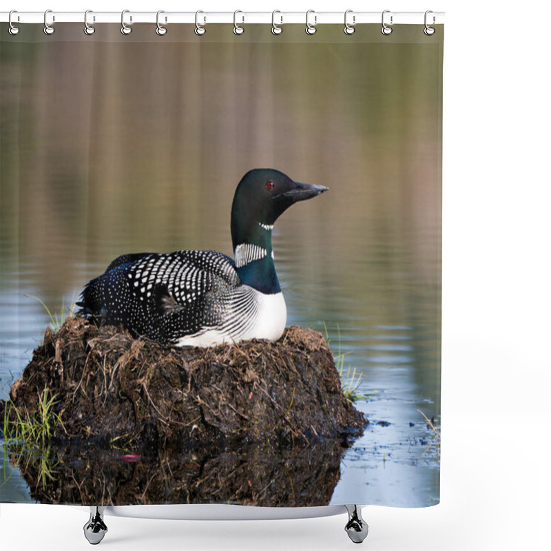 Personality  Loon Nesting On Its Nest With Marsh Grasses, Mud And Water By The Lakeshore In Its Environment And Habitat Displaying Red Eye, Black And White Feather Plumage, Greenish Neck With A Blur Background. Loon Nest Image. Loon On Lake. Loon In Wetland.  Shower Curtains